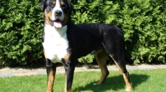 Big swiss zennenhund (fotó): kutya, mindig készen áll a mentésre